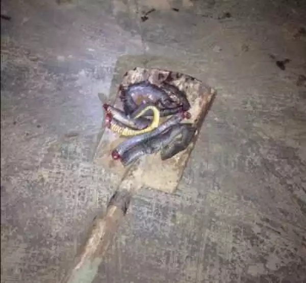 See The Snake He Killed In Their House At Midnight (Photos)